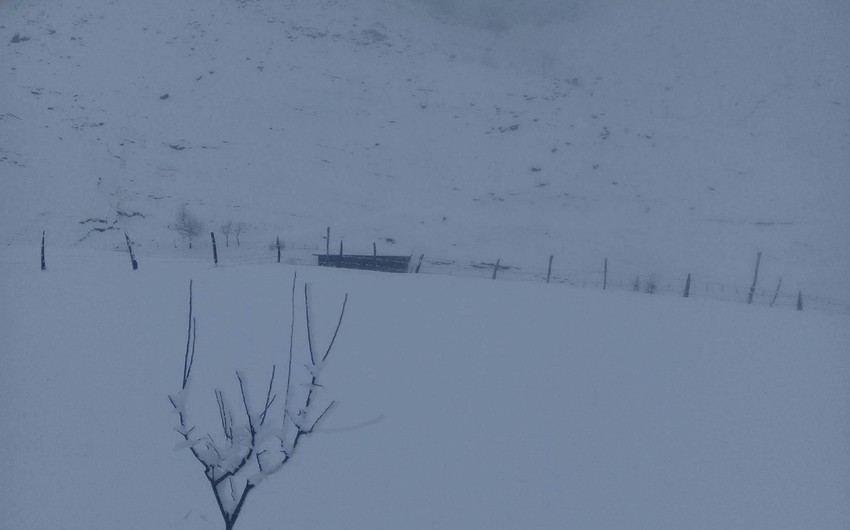 В Лерике сильный снег оставил последствия - ФОТО