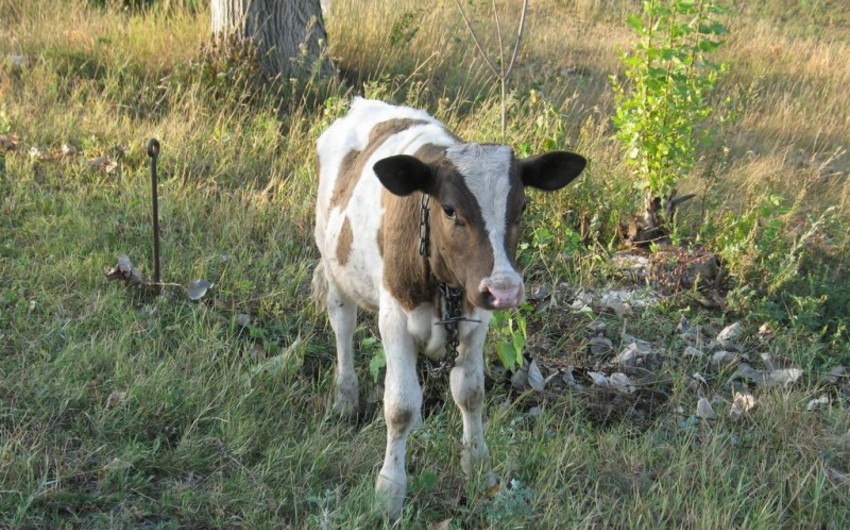 В Азербайджане фермерам за полученного путем искусственного осеменения бычка будет выдаваться субсидия