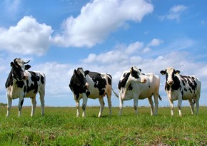 Азербайджан значительно увеличил импорт крупного рогатого скота из Австрии