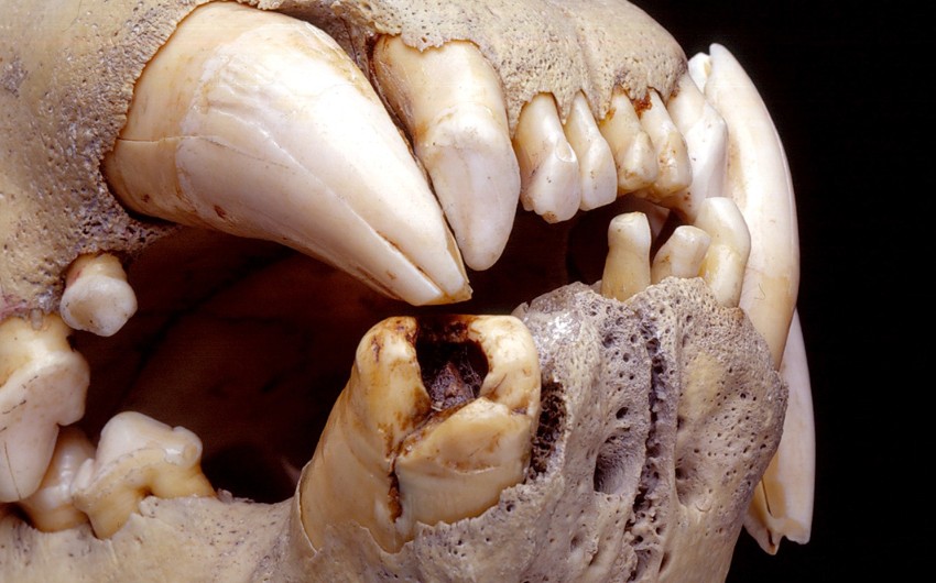 DNA from old hair helps confirm the macabre diet of two 19th century lions