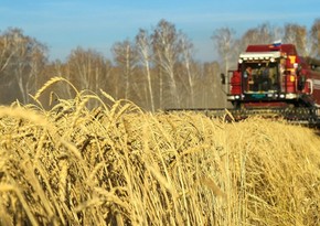 Global grain market may face shortage