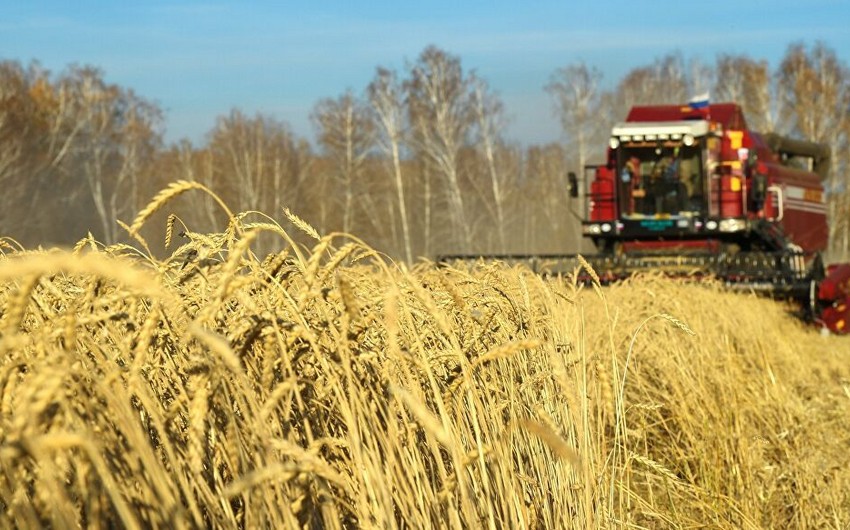 Global grain market may face shortage