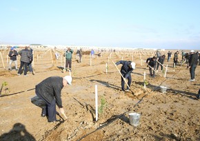 Tree-planting campaign held on 30th anniversary of New Azerbaijan Party