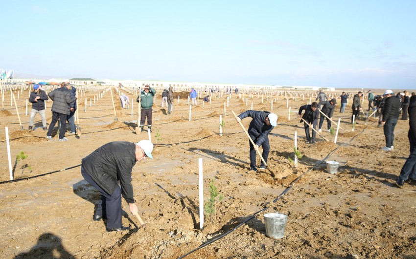 Tree-planting campaign held on 30th anniversary of New Azerbaijan Party