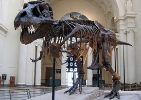 Parisdə dinozavr skeletləri hərracda 1,5 milyon dollara satılacaq