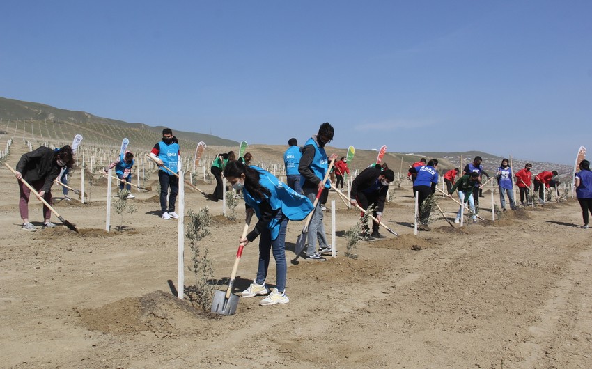 Bakıda “Yaşıl Marafon” layihəsi çərçivəsində ağacəkmə aksiyası keçirilib