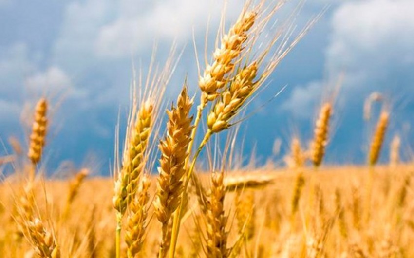 Ставропольский край экспортировал в Азербайджан первую партию пшеницы нового урожая