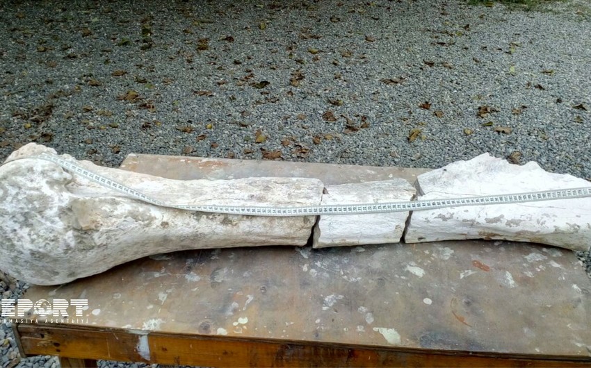 В Физули найдена кость возрастом в 1,8 млн лет