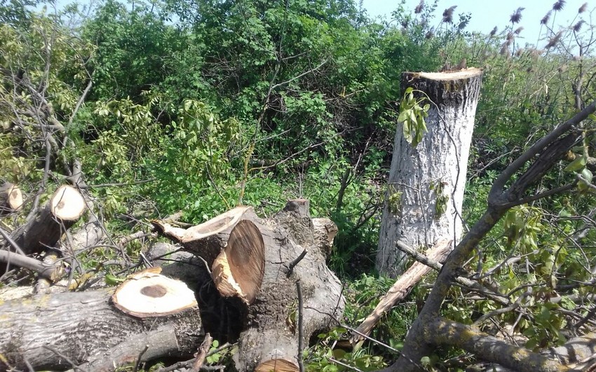 Bakı-Quba magistral avtomobil yolunda 12 ədəd qoz ağacı kəsilib
