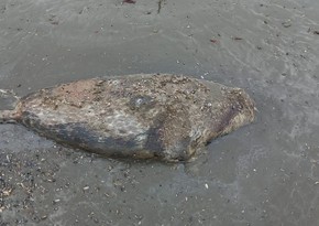 На азербайджанском побережье Каспийского моря обнаружены туши еще 4 тюленей