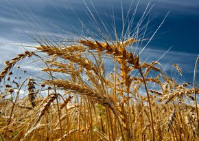 FB: Изменение климата и возможный срыв продуктовой сделки угрожают рынку зерна