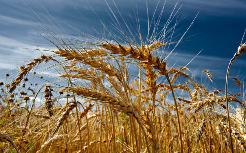 FT: Climate change, possible disruption of food deal threaten grain market