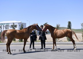 Karabakh horses put up for auction for first time