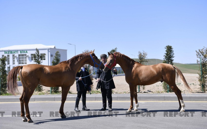 Karabakh horses put up for auction for first time