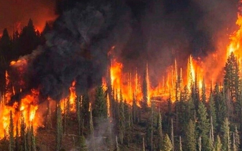 Avstraliyada meşə yanğınları nəticəsində 30-dan çox insan yaralanıb