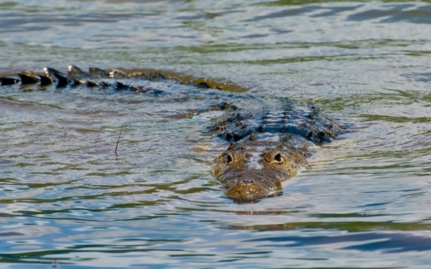 В Австралии крокодил разорвал мужчину, пока тот рыбачил