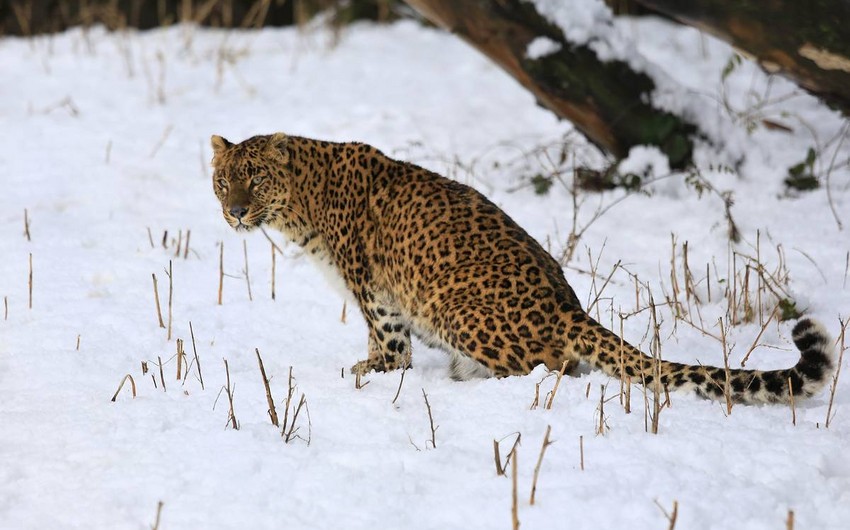 Коронавирус начал распространяться в популяции диких индийских леопардов