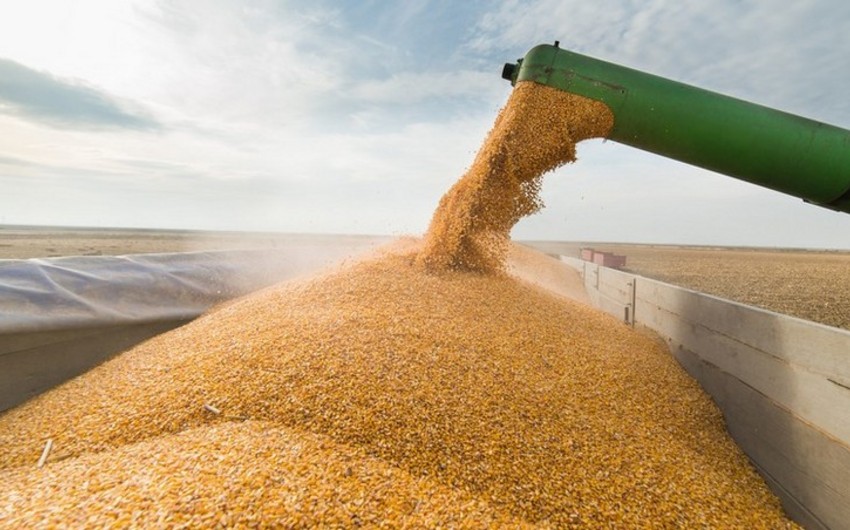 Импорт пшеницы в Азербайджан снизился на 30%