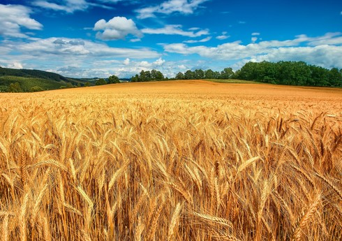 В Азербайджане увеличена площадь посевов озимой пшеницы