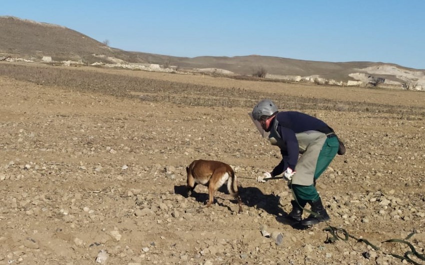 Институт наследия Маршалла отправит в Азербайджан еще 5 собак-миноискателей