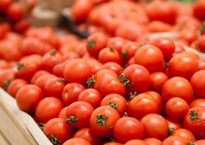 Azərbaycanın pomidor ixracından qazancı 22 % azalıb