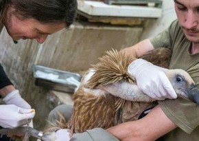 Israeli bird caught in Lebanon for spying