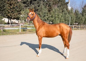 Azerbaijan sells Karabakh horses at auction for first time