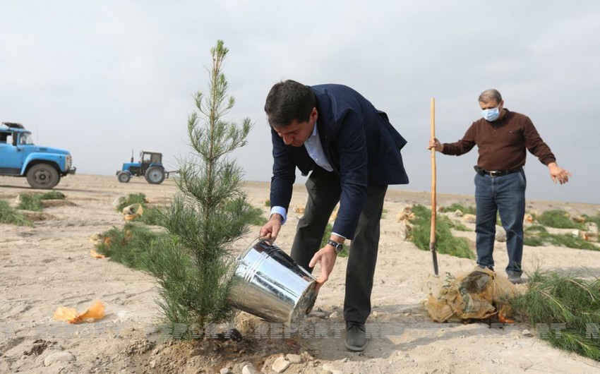 Diplomatic corps representatives plant trees in Tartar
