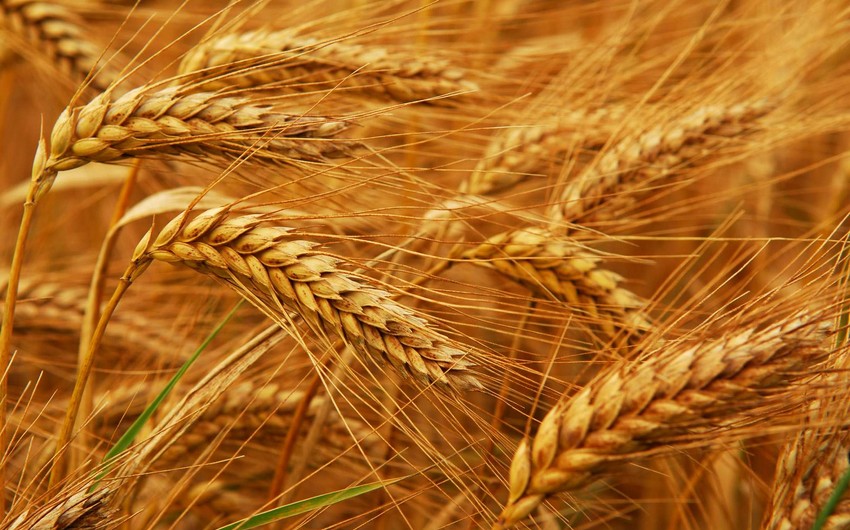 Экспортные цены на российскую пшеницу побили рекорд сезона