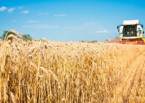 Украина выступила за расширение зерновой сделки на порты Николаева