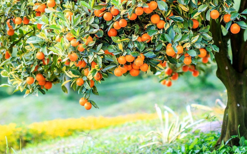 Azerbaijan resumes import of oranges from 3 countries