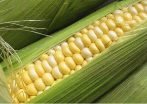Азербайджан резко увеличил импорт кукурузы 