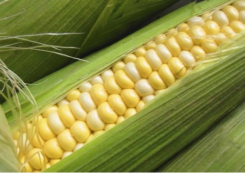 Азербайджан резко увеличил импорт кукурузы 
