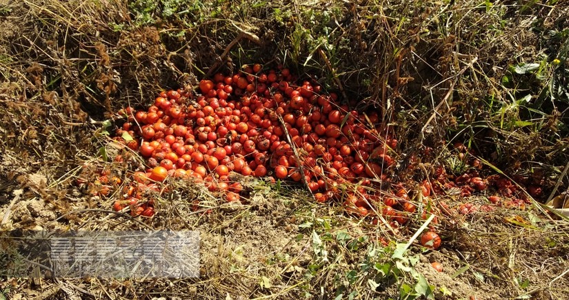 Biləsuvarda pomidor sahələrində xəstəlik yayılıb