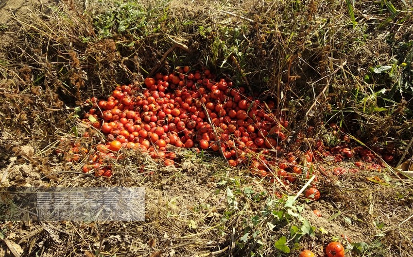 Biləsuvarda pomidor sahələrində xəstəlik yayılıb