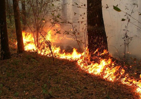В Огузском районе горит лес