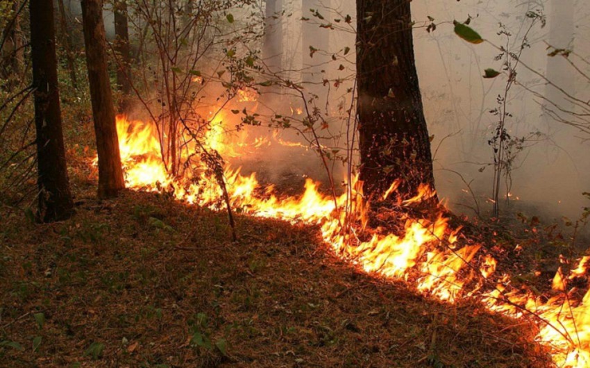 Принимаются меры по тушению пожара в Огузе