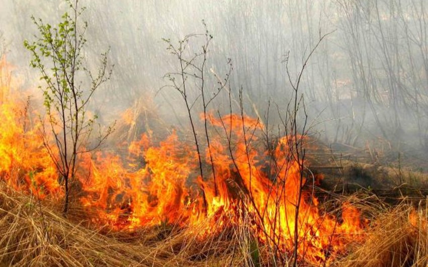 ​В Астраханском заповеднике горят 50 га земли