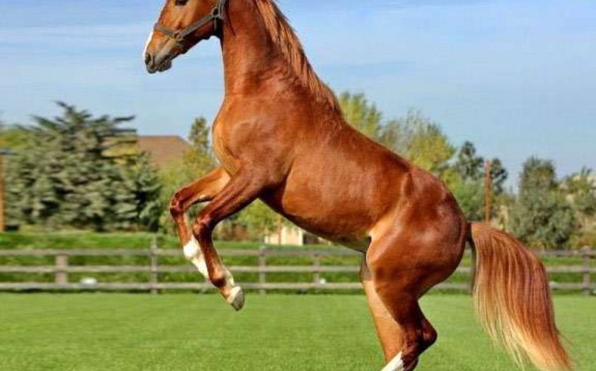 В Азербайджане отберут чистокровных лошадей карабахской породы