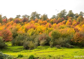 Golden autumn in Lankaran - PHOTO