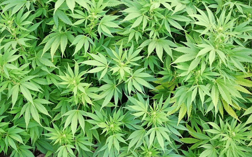 ​Beyləqanda 230 kq narkotik bitki aşkarlanıb