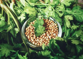 Azerbaijan starts importing coriander seeds from Netherlands and Spain
