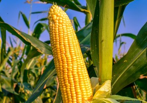 Азербайджан увеличил импорт кукурузы на 34%