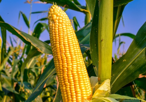 Азербайджан увеличил импорт кукурузы на 34%