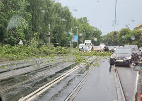 Под Петербургом из-за шторма погибли три человека