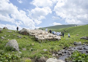 Ministry of Agriculture: Resettlement of livestock farms to pastures in Kalbajar and Lachin will expand