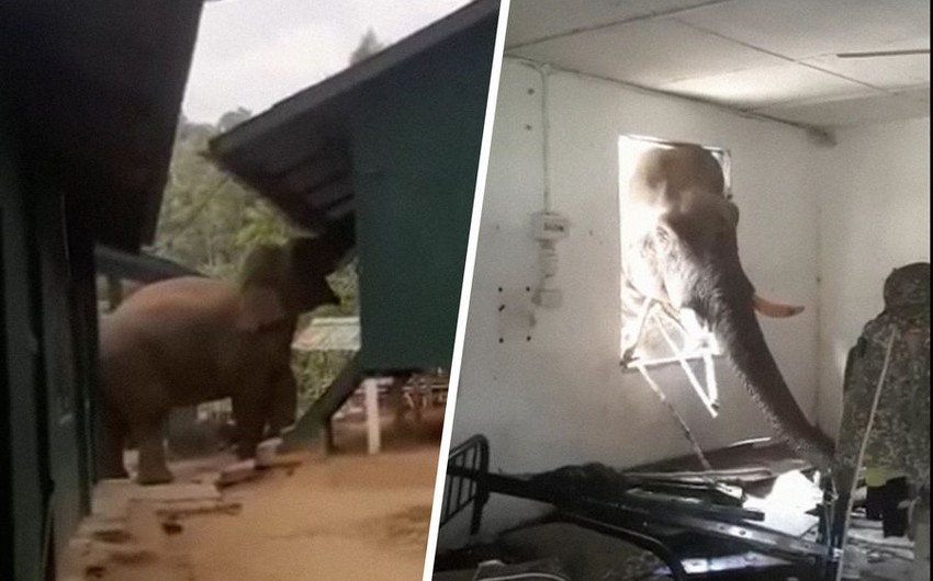 Hungry elephant invades military ration warehouse in search for food