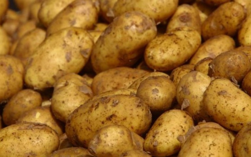 Азербайджан увеличил экспорт картофеля в Россию