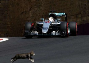 Giant lizard run onto race track at Singapore Formula 1 Grand Prix