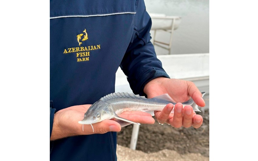 Mass Release of Sturgeon into the Kura River